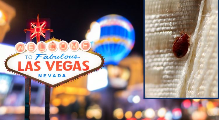 Chinches invaden hoteles de Las Vegas: preocupación entre los turistas