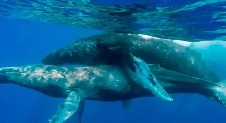 Captan por primera vez a ballenas apareándose … nomás que los 2 eran machos